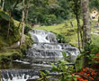Finca Mach�ngara - Quimbaya, Quind�o.